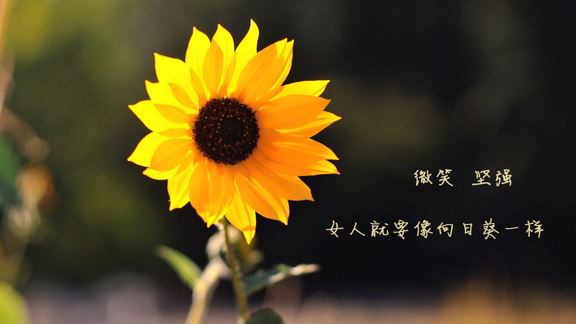 利物浦中场球员获得最佳球员奖项，实至名归，利物浦中场球星