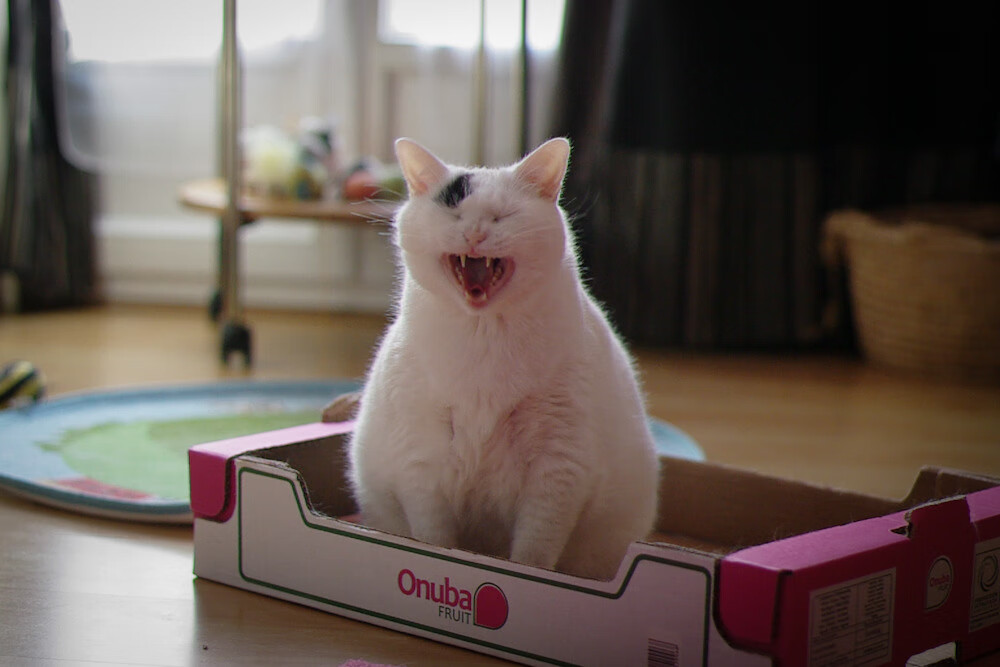 弗拉门戈、帕尔梅拉斯、桑托斯赛季表现对比，帕尔梅拉斯vs弗拉门戈比分预测