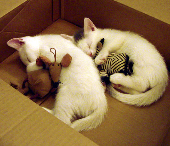 活塞遭遇三连败,季后赛形势堪忧,活塞队赛程