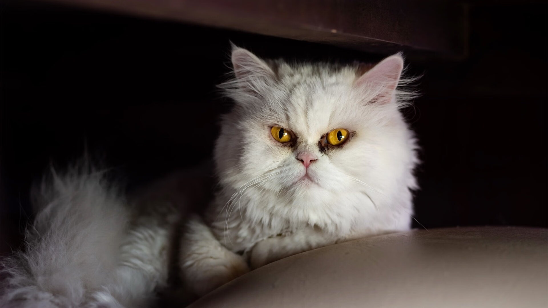 体育广播节目受众画像及传播优化方案，广播电视体育节目如何进行媒介融合