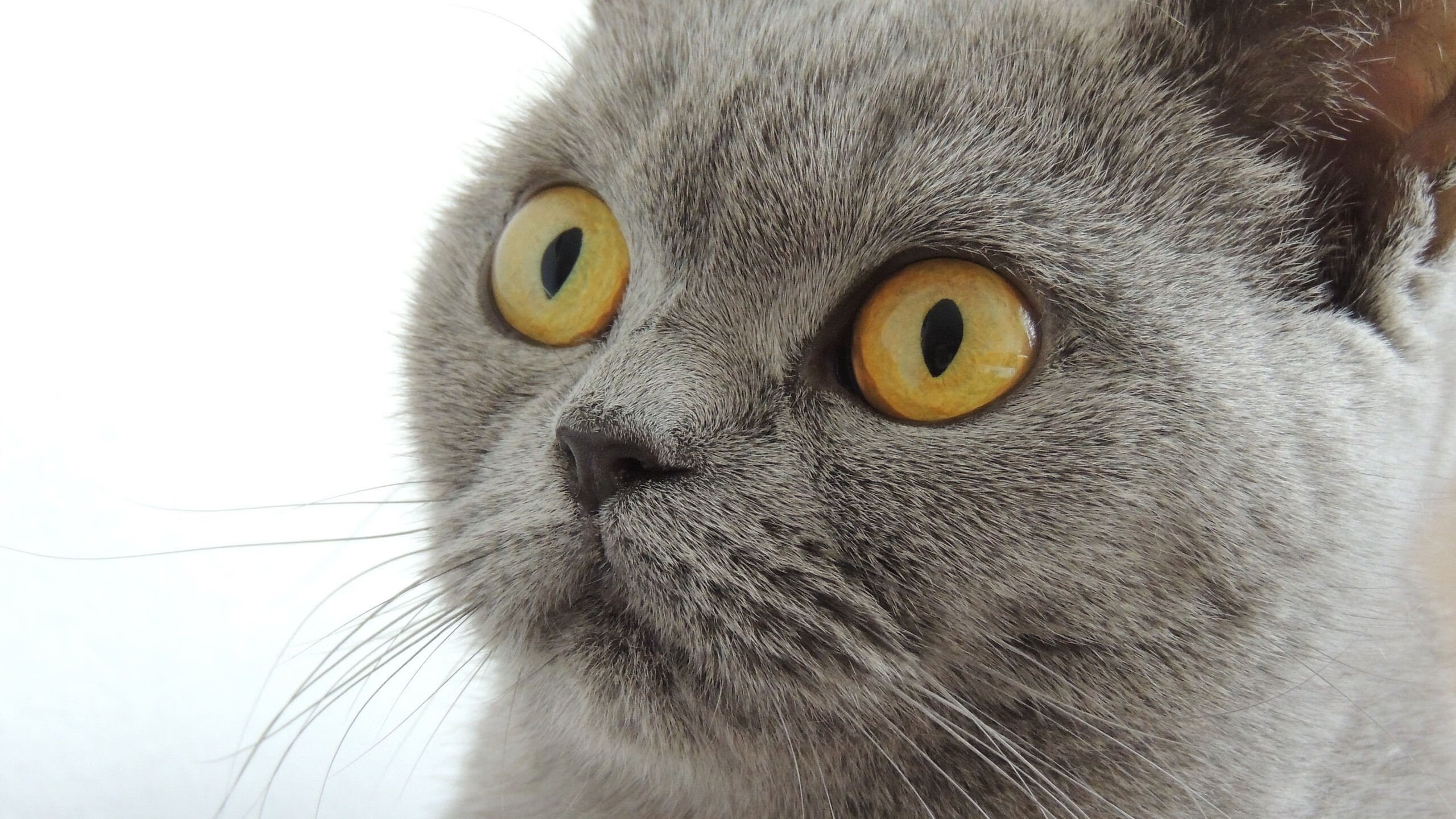 开云官网-尤文图斯前场压迫制造连续机会，尤文图斯 主场