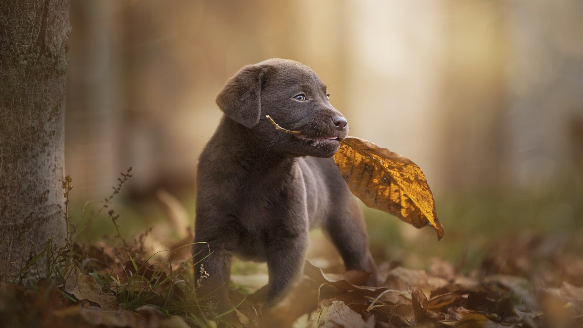 英超激战升级:悬念不断,精彩不断!,英超有多激烈