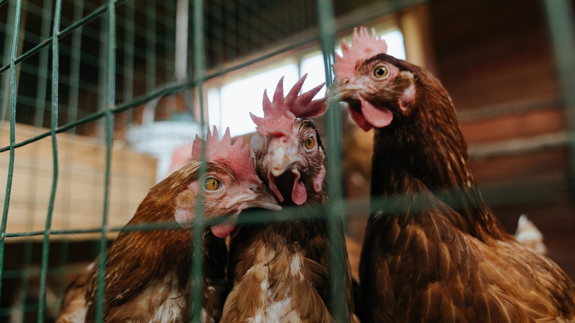 开云体育官网-英超冠军悬念：谁能笑到最后？，英超冠军统计