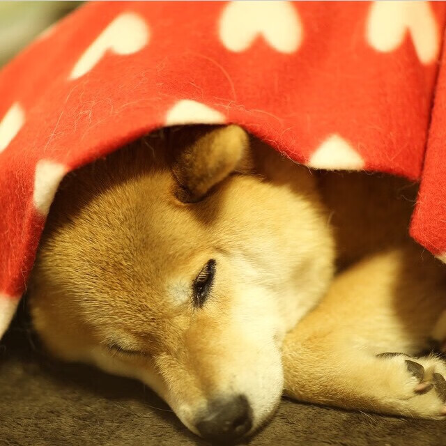 开云APP-赛场音乐版权争议解决,赛会运营回归正轨,赛场dj